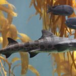 Tiburón Leopardo Características y hábitat